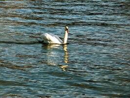 ein Weiß stumm Schwan schwimmt auf das österreichisch See traunsee im Januar. foto