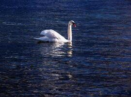 ein Weiß stumm Schwan schwimmt auf das österreichisch See traunsee im Januar. foto