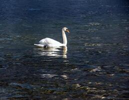 ein Weiß stumm Schwan schwimmt auf das österreichisch See traunsee im Januar. foto