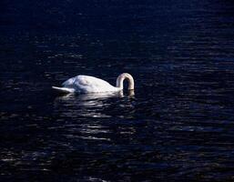 ein Weiß stumm Schwan schwimmt auf das österreichisch See traunsee im Januar. foto