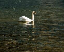 ein Weiß stumm Schwan schwimmt auf das österreichisch See traunsee im Januar. foto