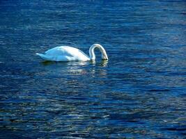 ein Weiß stumm Schwan schwimmt auf das österreichisch See traunsee im Januar. foto