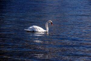 ein Weiß stumm Schwan schwimmt auf das österreichisch See traunsee im Januar. foto