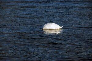 ein Weiß stumm Schwan schwimmt auf das österreichisch See traunsee im Januar. foto