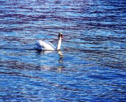 ein Weiß stumm Schwan schwimmt auf das österreichisch See traunsee im Januar. foto