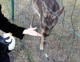 Nahansicht von Hand Fütterung Schaf. Mufflons auf das Gebiet von das landwirtschaftlich Universität von Nitra im Slowakei. foto