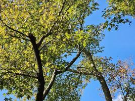 rot Ahorn Blätter im das Herbst mit Blau Himmel. foto