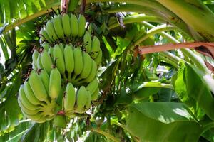 Bündel von Grün roh Banane auf Baum im das Garten. foto