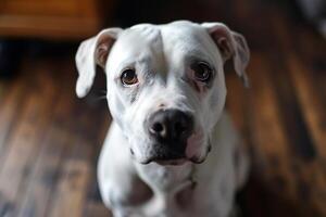 ai generiert Porträt von ein Weiß Pitbull Hund beim heim, oben Nieder Aussicht foto