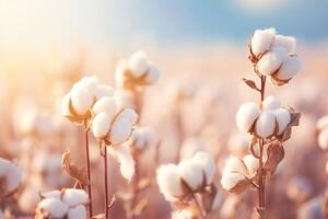 ai generiert Nahansicht von ein schön organisch Baumwolle Blumen im ein Feld mit Sonne Licht auf ein verschwommen Hintergrund foto