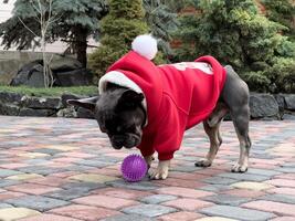 Französisch Bulldogge im ein rot Winter Jacke mit ein Haube. foto