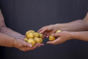 Erwachsene Damen Hände beim arbeiten. Omas Hände halten Kartoffeln. foto