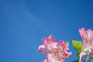 minimalistisch Blume Anordnung auf ein Blau Hintergrund. schwer Schatten, aus von Fokus. foto