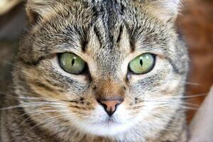 Augen von ein grau Katze. schön Katze Porträt Makro Schuss. foto