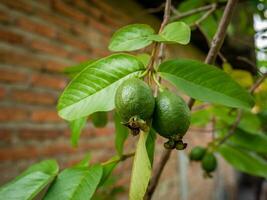 zwei unreif Guaven im das zurück Garten von das Dorfbewohner Haus foto