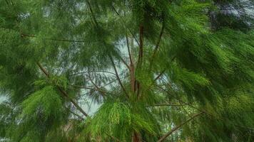 Hintergrund von üppig und Grün Kiefer Bäume foto