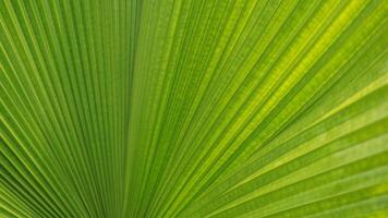 Nahansicht von Grün Ventilator Palme Blätter foto