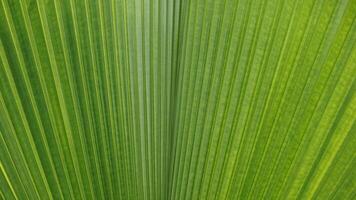 Nahansicht von Grün Ventilator Palme Blätter foto