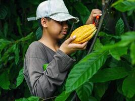 Kakao Farmer verwenden Beschneidung Schere zu Schnitt das Kakao Schoten oder Obst reif Gelb Kakao von das Kakao Baum. Ernte das landwirtschaftlich Kakao Geschäft produziert. foto