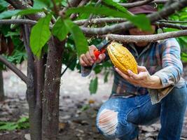 Kakao Farmer verwenden Beschneidung Schere zu Schnitt das Kakao Schoten oder Obst reif Gelb Kakao von das Kakao Baum. Ernte das landwirtschaftlich Kakao Geschäft produziert. foto