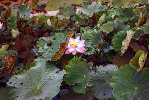 schön Rosa Lotus Blume im Blühen, Rosa Seerose oder Lotus Blume im Teich foto