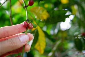 Ernte Kaffee Beeren durch Landwirt Hände, rot Kaffee Bohnen Reifung im Hand Bauer, frisch Kaffee, rot Beere Zweig, Landwirtschaft auf Kaffee Baum foto