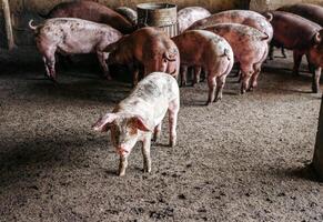 Züchter Schwein mit schmutzig Körper, Nahansicht von Schwein Körper.groß Schwein auf ein Bauernhof im ein Schweinestall, jung groß inländisch Schwein beim Tier Bauernhof drinnen foto