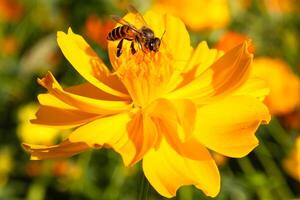 schließen oben Bild von ein Biene Essen Nektar auf Blume Pollen foto