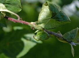 Nahansicht von Blattlaus Kolonie - - Blattläuse und Ameisen - - auf aple Baum Blatt. Makro Foto von Insekt Pest - - Pflanze Läuse, Blattlaus, schwarze Fliege oder Weiße Fliege - - saugen Saft von Pflanze.