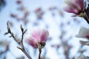 schön frisch Blühen Frühling Magnolie. selektiv Fokus, verwischen foto