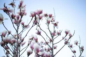 schön frisch Blühen Frühling Magnolie. selektiv Fokus, verwischen foto