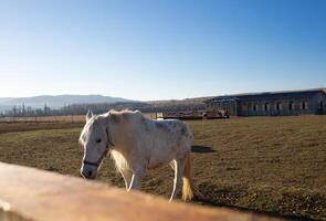 schön Weiß Pferd im das Tier Stift beim das Ranch im das Dorf foto