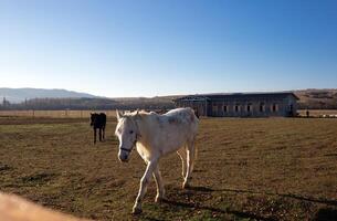 schön Weiß Pferd im das Tier Stift beim das Ranch im das Dorf foto