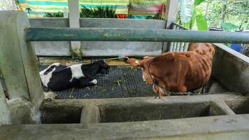 ein braun Kuh Essen Gras auf ein Bauernhof. foto