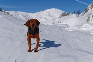 ein Hund im das Berge während Winter auf ein sonnig Tag. Weiß Schnee Landschaft. foto