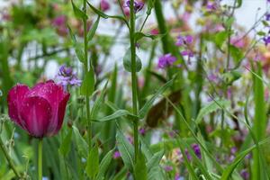 rot Tulpe im Vordergrund im ein Garten gepflanzt mit bunt Wildblumen im Hintergrund. Fokus auf Vordergrund foto