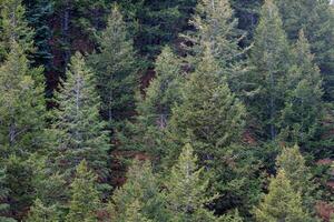 gesund und nachhaltig Grün Bäume im ein Wald von alt Fichte, Tanne und Kiefer Bäume im Wildnis von ein felsig Berg National Park. foto