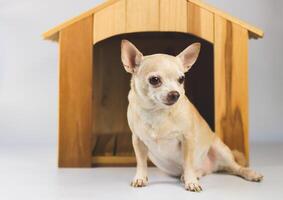 braun kurz Haar Chihuahua Hund Sitzung im Vorderseite von hölzern Hund Haus, isoliert auf Weiß Hintergrund. foto