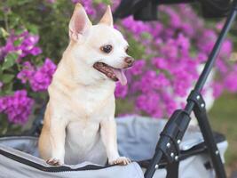 glücklich braun kurz Haar Chihuahua Hund Stehen im Haustier Kinderwagen im das Park mit lila Blumen Hintergrund. lächelnd und suchen seitwärts neugierig. foto