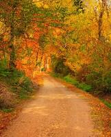 Weg im das Wald beim Herbst foto