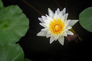 Nahansicht von ein schön Weiß Lotus sind Blühen im das eingetopft mit Natur Hintergrund foto