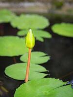 Nahansicht von ein schön Knospe Lotus im das eingetopft mit Natur Hintergrund foto