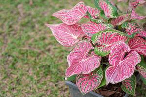 schön Caladium zweifarbig. oder Königin von das belaubt Pflanzen. bunt von bon Blätter im das Garten. selektiv Fokus foto