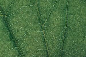 schließen oben Grün Textur Hintergrund. abgeschnitten Schuss von Grün Blatt strukturiert. abstrakt Natur Hintergrund Muster zum Design. Makro Fotografie Sicht. foto