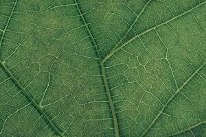 schließen oben Grün Textur Hintergrund. abgeschnitten Schuss von Grün Blatt strukturiert. abstrakt Natur Hintergrund Muster zum Design. Makro Fotografie Sicht. foto