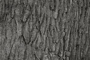 trocken Baum Rinde Textur und Hintergrund, Natur Konzept foto