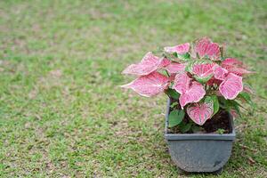 schön Caladium zweifarbig oder Königin von das belaubt Pflanzen foto