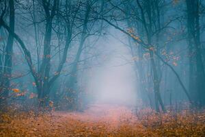 Schön, nebelig, Herbst, mysteriös Wald mit Weg nach vorne. Fußweg unter hoch Bäume mit Gelb Blätter. foto