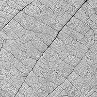 abstrakt schwarz Vene von Weiß Blätter Textur foto