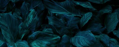 abstrakt Grün Blatt Textur, tropisch Blatt Laub Natur dunkel Grün Hintergrund foto
